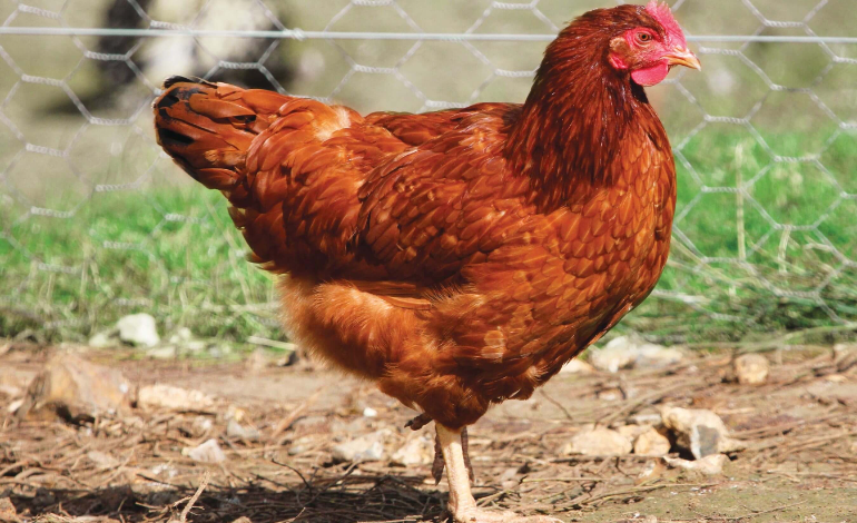 5 Grandes étapes, simples pour réussir votre projet d'élevage de poules