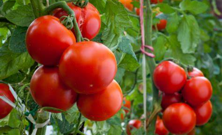 Culture des tomates sous serre